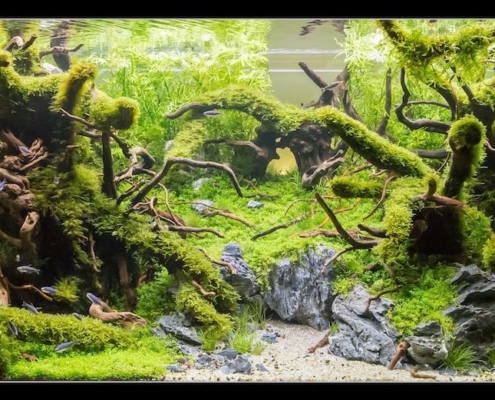 2016-ents aquarium