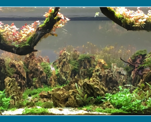 Aquarium Campus Animalis