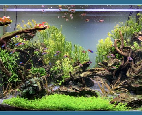 Aquarium route romaine