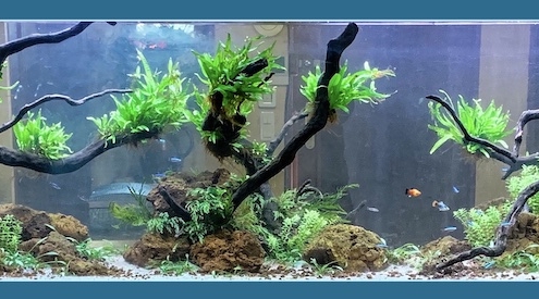 2019-aquarium Double face