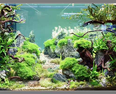 Botanic Benouville road show