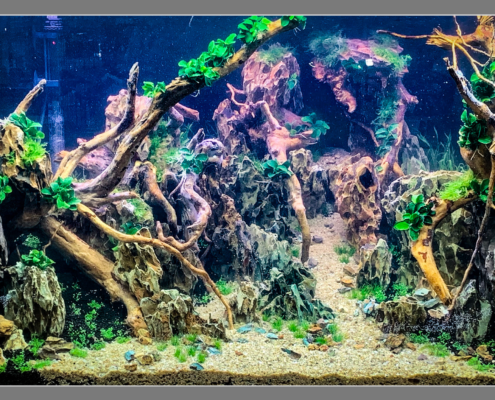 Danimo Rouen - Road Show Eheim