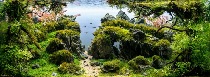 Frontera aquascaping stolle