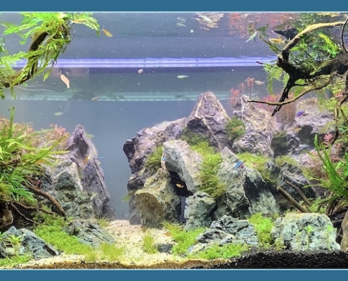 Frontera-reproduction