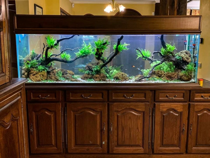 aquascaping double face