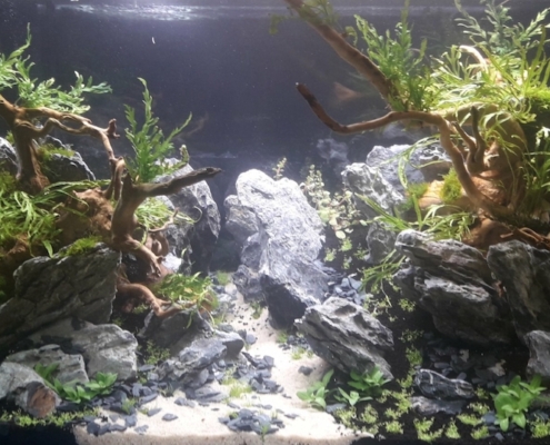 maxizoo-beaucouze-aquascaping