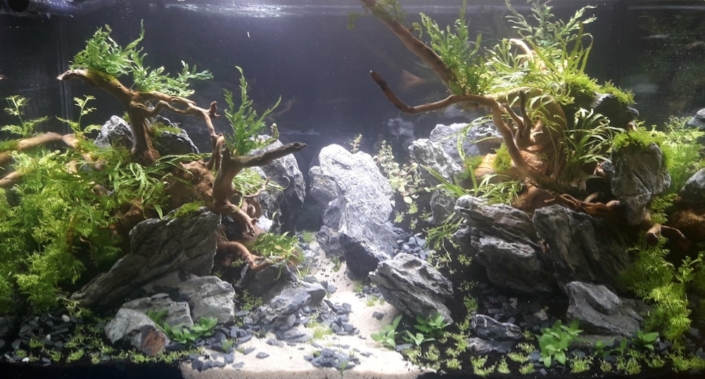 maxizoo-beaucouze-aquascaping