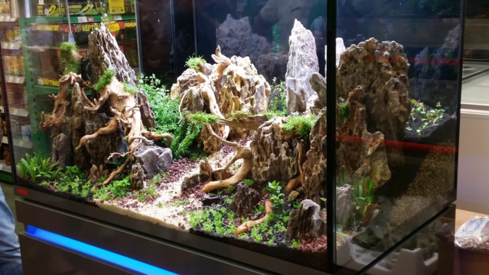 maxizoo saint herblain aquarium aquascaping