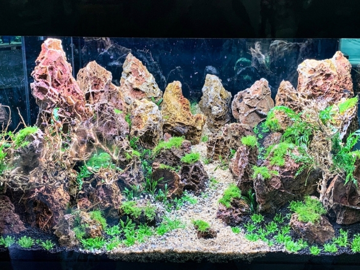 maxizoo-seclin-incpiria