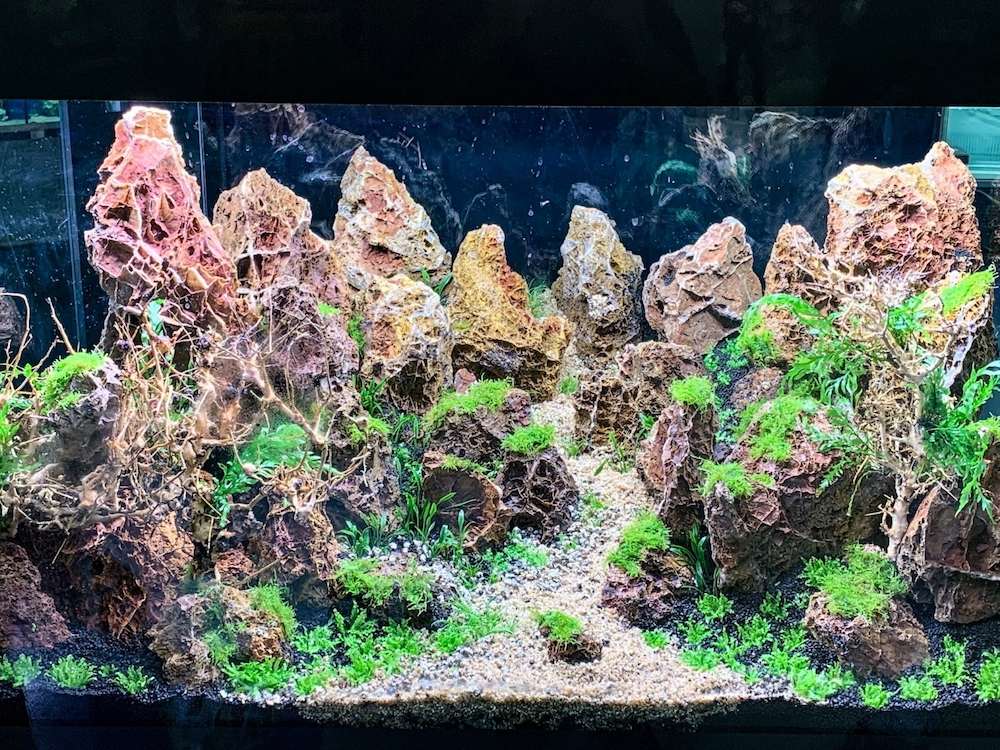 maxizoo-seclin-incpiria