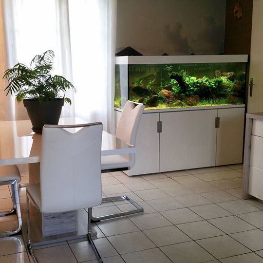 aquarium decoration interieur
