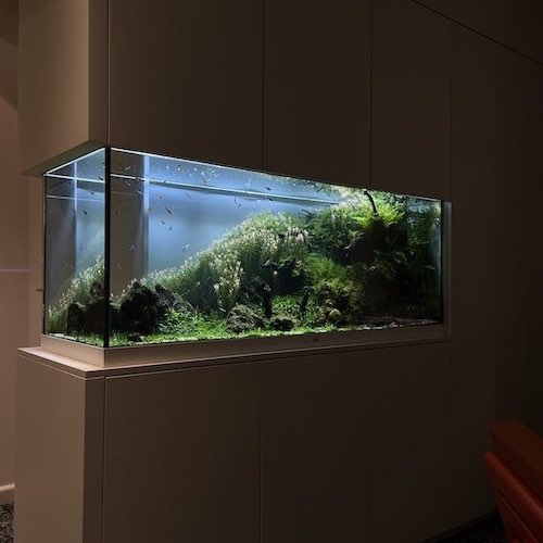 aquarium-professionnel