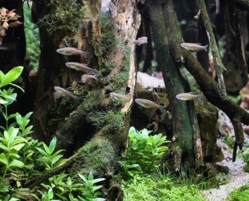bien etre aquarium