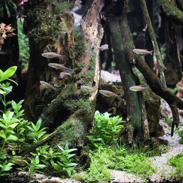 bien etre aquarium