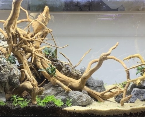 formation aquascaping