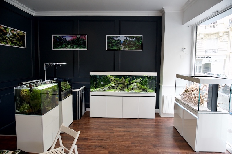 showroom aquarilis formations