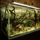 aquaponie aquarium