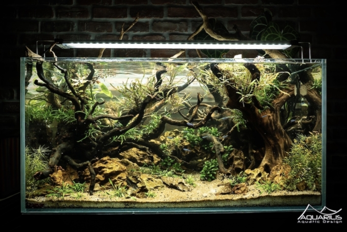 LP Architecture aquarium