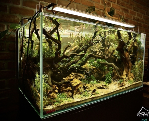 LP Architecture aquarium