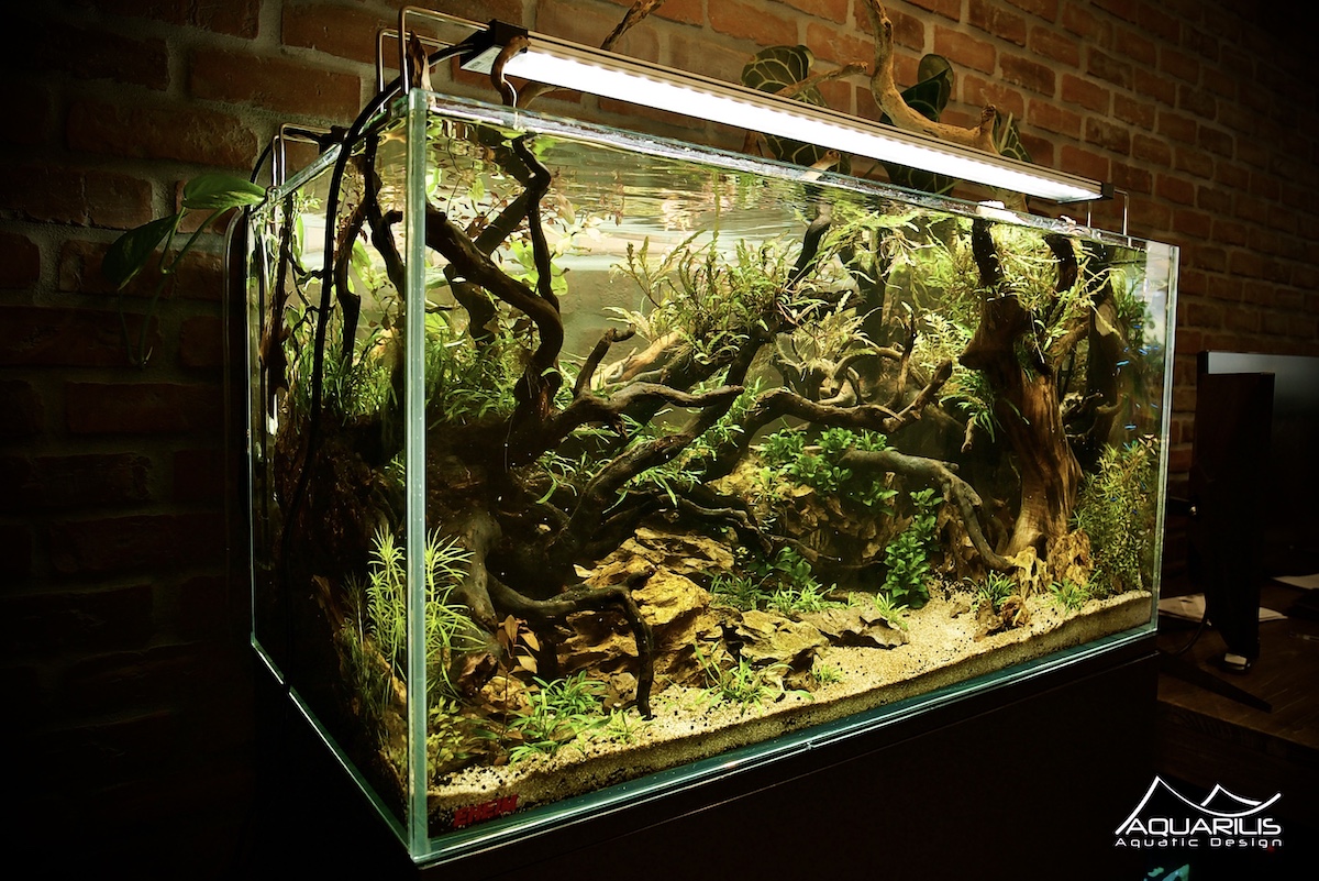 LP Architecture aquarium