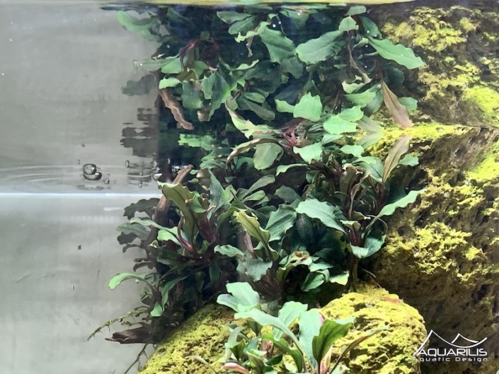 colonne aquarium bucephalandra