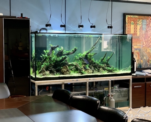 nature geante aquarium