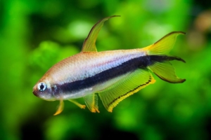 tetra empereur