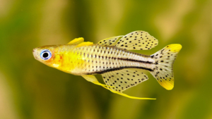 Pseudomugil gertrudae