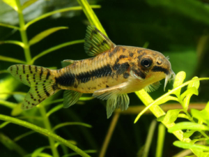 Corydoras-habrosus