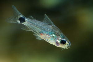 Corydoras_hastatus