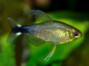 Hyphessobrycon-elachys-Sedge-Tetra