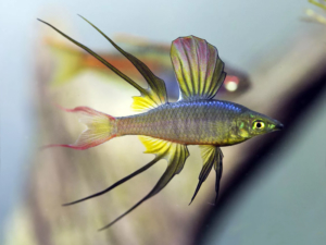 Iriatherina-werneri-Smoke