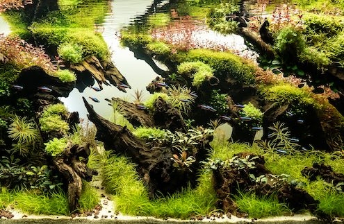 La-creation-dAdam-aquarium