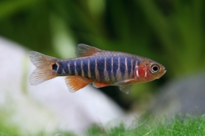 Microrasbora-erythromicron