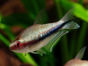 Nematobrycon-lacortei