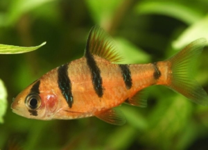 barbus-desmopuntius-pentazona