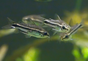 corydoras-pygmaeus