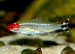 hemigrammus-rhodostomus