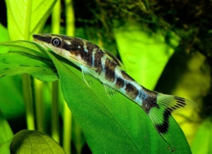 otocinclus-cocama