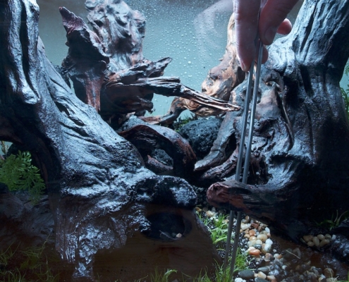 Devis décoration aquascaping