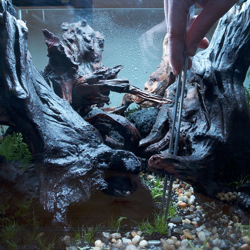 Devis décoration aquascaping