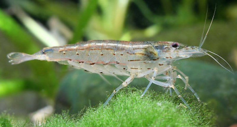 caridina japonica