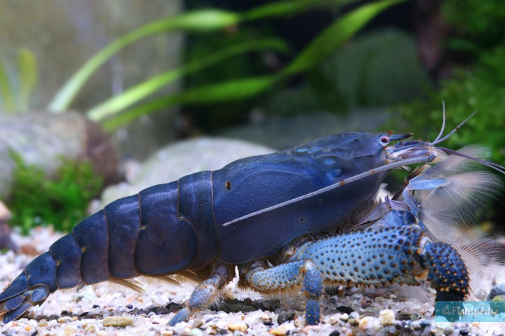 Atya-gabonensis-725x483-1