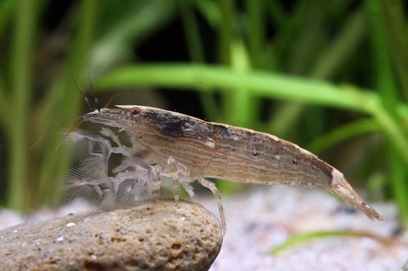 Atyopsis-moluccensis-725x483-2