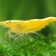 Neocaridina-davidi-yellow