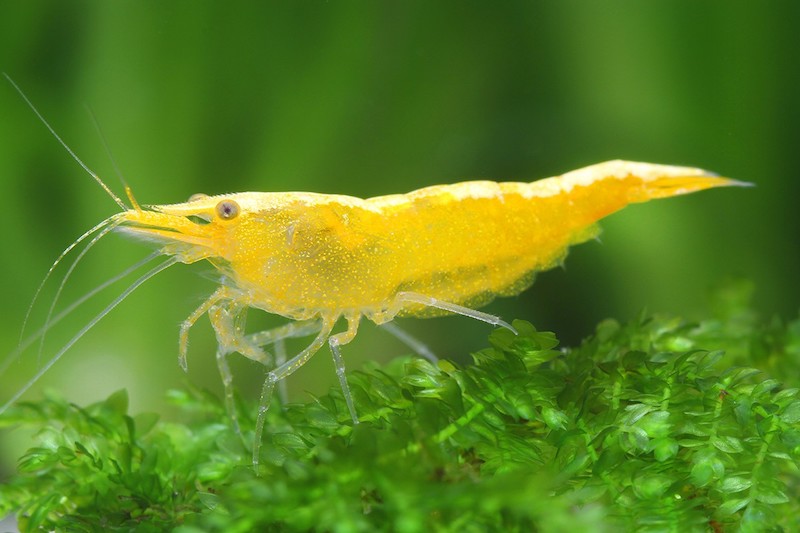 Neocaridina-davidi-yellow