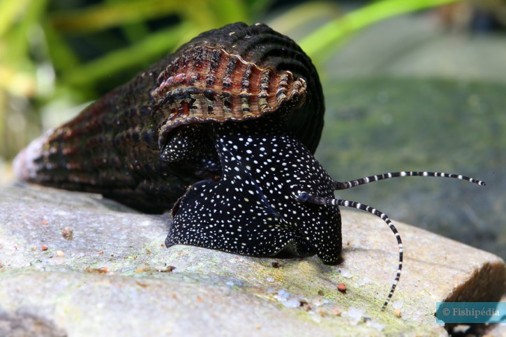 Tylomelania-patriarchalis-725x483-1