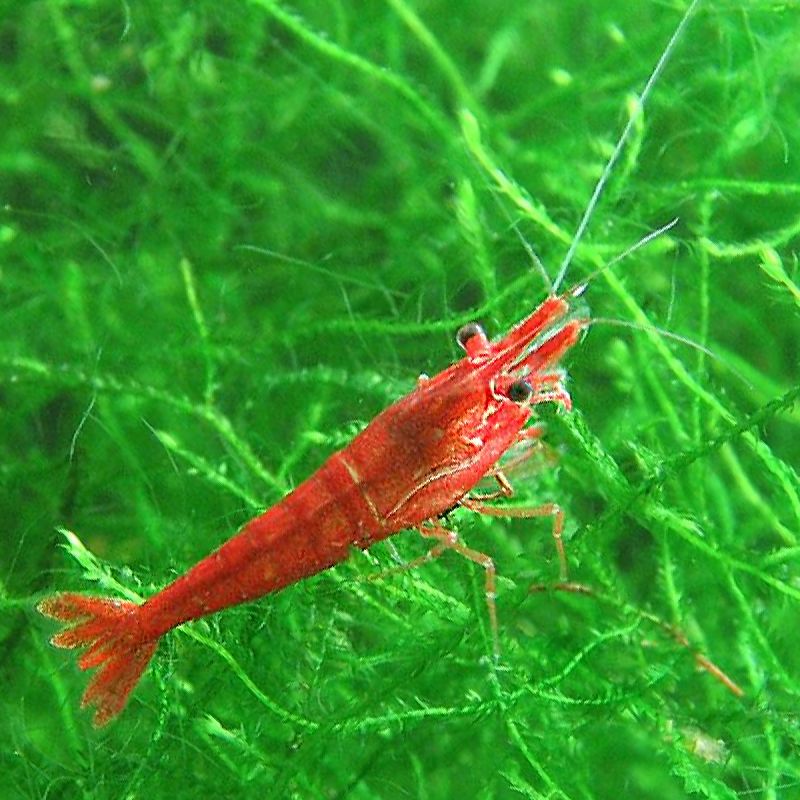 crevettes-crevettes-red-cherry-caridina-heteropoda-lot-de-3