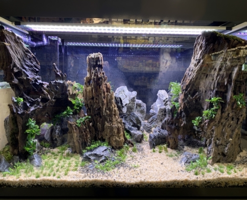 Botanic-Rueil-Malmaison-aquascaping