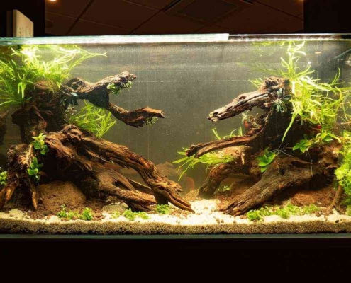 aquarium-ibis-auxerre